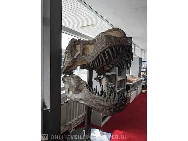 Gegoten replica, tyrannosaurus rex - afbeelding 6 van  10
