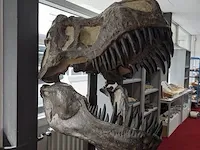Gegoten replica, tyrannosaurus rex - afbeelding 6 van  10