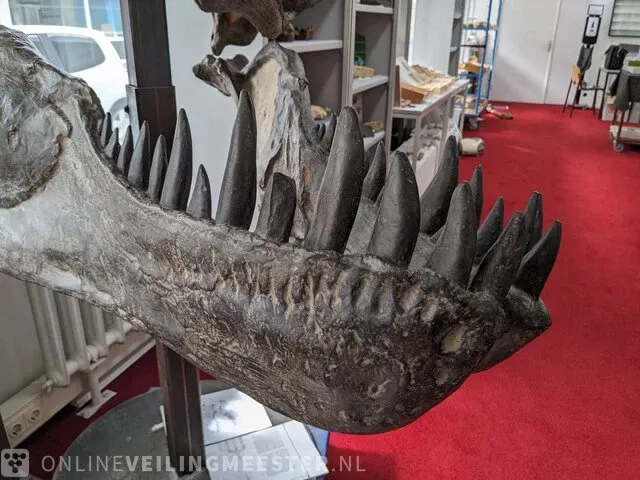 Gegoten replica, tyrannosaurus rex - afbeelding 7 van  10