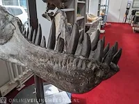 Gegoten replica, tyrannosaurus rex - afbeelding 7 van  10