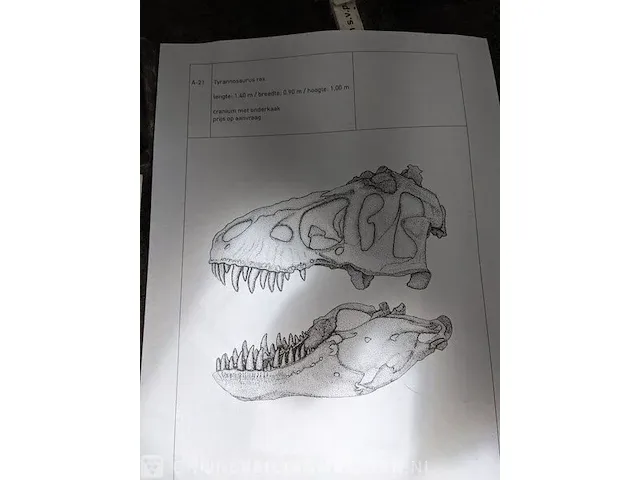Gegoten replica, tyrannosaurus rex - afbeelding 10 van  10