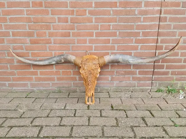 Gegraveerde longhorn schedel - afbeelding 1 van  4