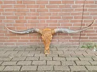 Gegraveerde longhorn schedel - afbeelding 1 van  4