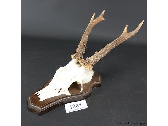 Gewei op houten basement - afbeelding 1 van  5