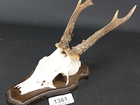 Gewei op houten basement - afbeelding 1 van  5