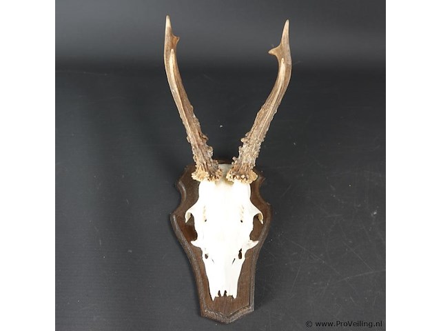 Gewei op houten basement - afbeelding 2 van  5