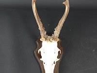 Gewei op houten basement - afbeelding 2 van  5