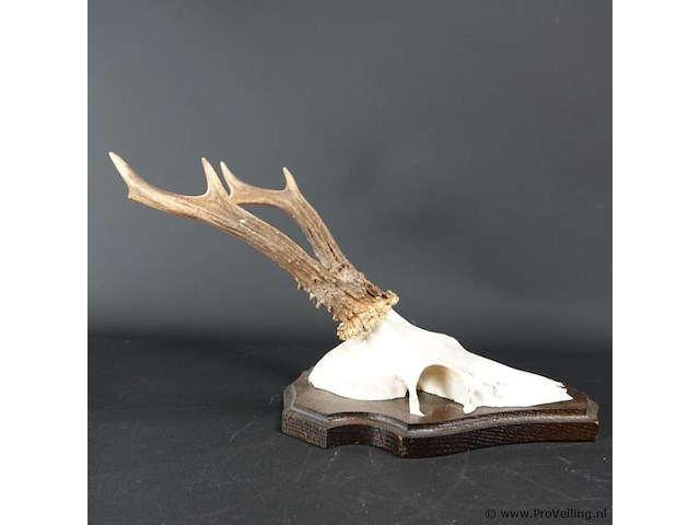 Gewei op houten basement - afbeelding 3 van  5