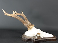 Gewei op houten basement - afbeelding 3 van  5