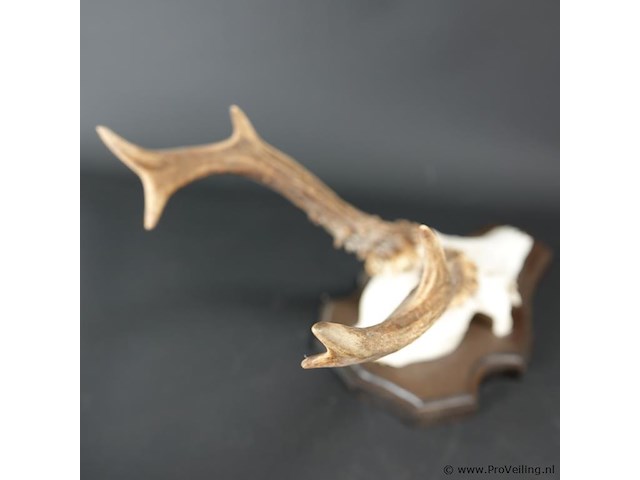 Gewei op houten basement - afbeelding 4 van  5