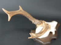 Gewei op houten basement - afbeelding 4 van  5