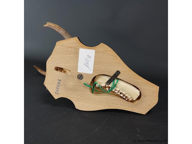 Gewei op houten basement - afbeelding 5 van  5