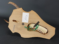 Gewei op houten basement - afbeelding 5 van  5