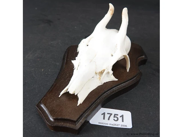 Gewei op schild - afbeelding 1 van  5