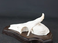 Gewei op schild - afbeelding 3 van  5