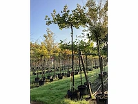 Gewone plataan - dakboom (3x) - afbeelding 2 van  3