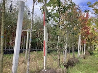 Gewone plataan - laanboom - afbeelding 1 van  4