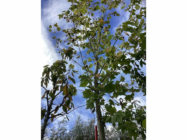 Gewone plataan - laanboom - afbeelding 2 van  4