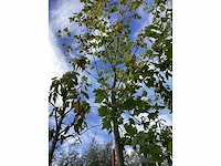 Gewone plataan - laanboom - afbeelding 2 van  4