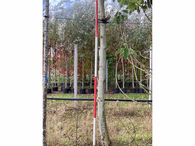 Gewone plataan - laanboom - afbeelding 3 van  4