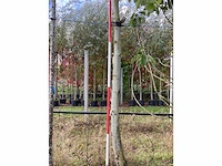 Gewone plataan - laanboom - afbeelding 3 van  4