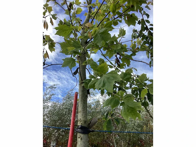Gewone plataan - laanboom - afbeelding 4 van  4