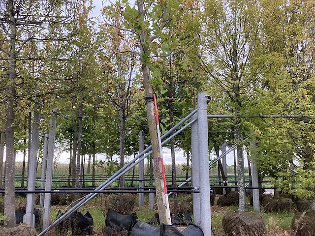 Gewone plataan - parkbomen (2x) - afbeelding 1 van  4