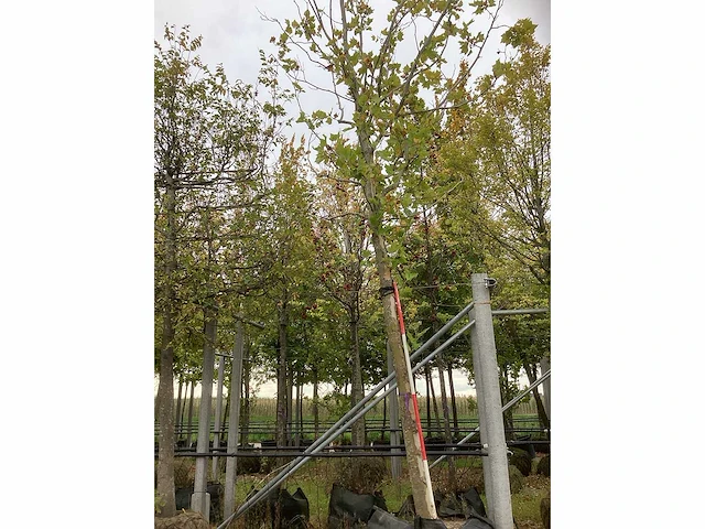 Gewone plataan - parkbomen (2x) - afbeelding 2 van  4