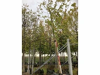 Gewone plataan - parkbomen (2x) - afbeelding 2 van  4