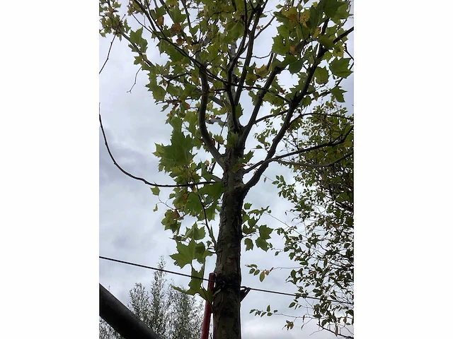 Gewone plataan - parkbomen (2x) - afbeelding 4 van  4