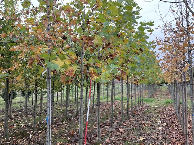 Gewone plataan - platanus hispanica (7x) - afbeelding 1 van  5