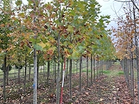 Gewone plataan - platanus hispanica (7x) - afbeelding 1 van  5