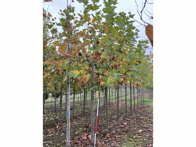 Gewone plataan - platanus hispanica (7x) - afbeelding 2 van  5