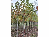 Gewone plataan - platanus hispanica (7x) - afbeelding 2 van  5