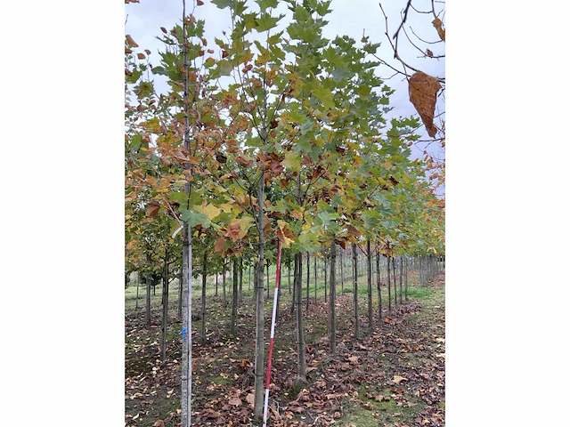 Gewone plataan - platanus hispanica (7x) - afbeelding 3 van  5