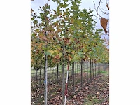 Gewone plataan - platanus hispanica (7x) - afbeelding 3 van  5