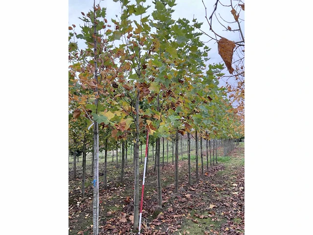 Gewone plataan - platanus hispanica (7x) - afbeelding 4 van  5
