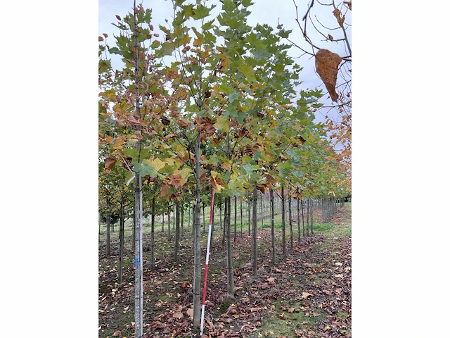 Gewone plataan - platanus hispanica (7x) - afbeelding 5 van  5