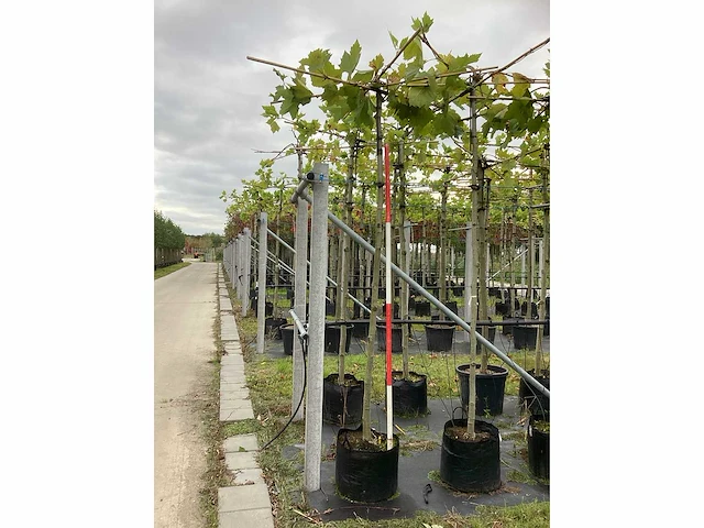 Gewone plataan - sierboom (2x) - afbeelding 2 van  3