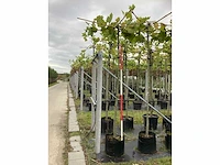 Gewone plataan - sierboom (2x) - afbeelding 2 van  3