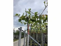 Gewone plataan - sierboom (2x) - afbeelding 3 van  3