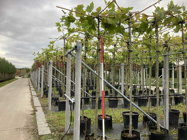Gewone plataan - sierboom - afbeelding 1 van  3