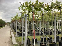 Gewone plataan - sierboom - afbeelding 1 van  3