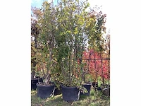 Gewone plataan - vormboom (2x) - afbeelding 2 van  3