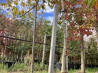 Gewone walnoot - sierboom - afbeelding 1 van  5