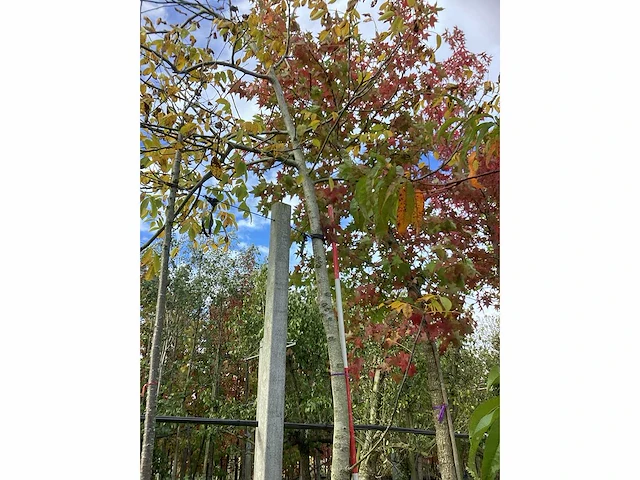 Gewone walnoot - sierboom - afbeelding 2 van  5