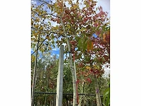 Gewone walnoot - sierboom - afbeelding 2 van  5