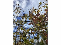Gewone walnoot - sierboom - afbeelding 3 van  5