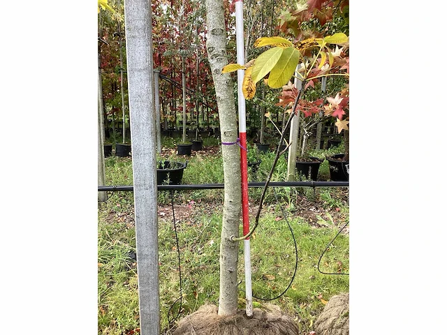 Gewone walnoot - sierboom - afbeelding 4 van  5