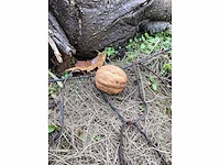 Gewone walnoot - sierboom - afbeelding 5 van  5